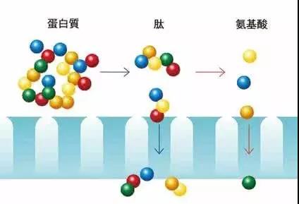 銀川伊百盛生物工程有限公司 銀川伊百盛生物工程有限公司