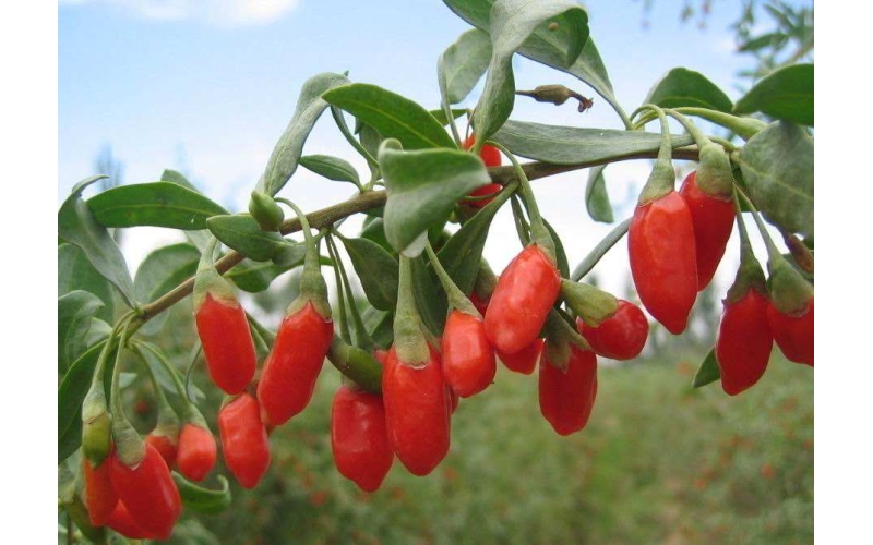 枸杞的分類，什么是枸杞原漿？